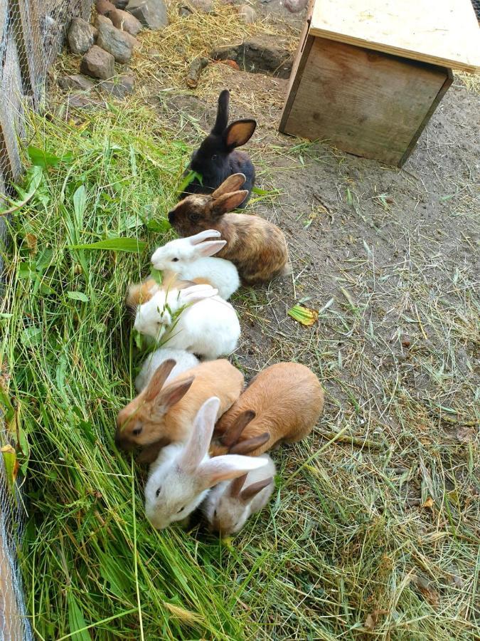 Bensdorfer Muehle - Auszeit In Brandenburg Appartement Buitenkant foto